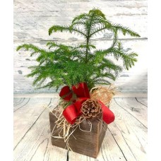 Northern Norfolk Pine Signature Design (6